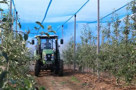 菠萝视频-菠萝种植技术