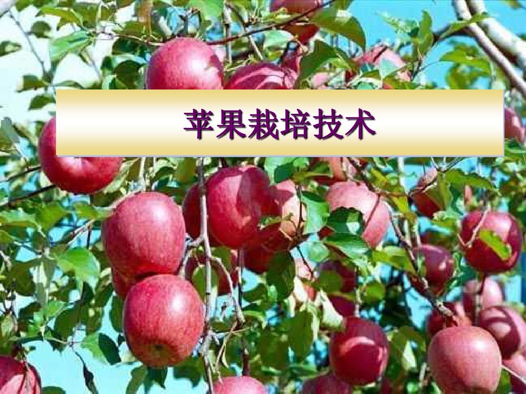 菠萝种植技术分类